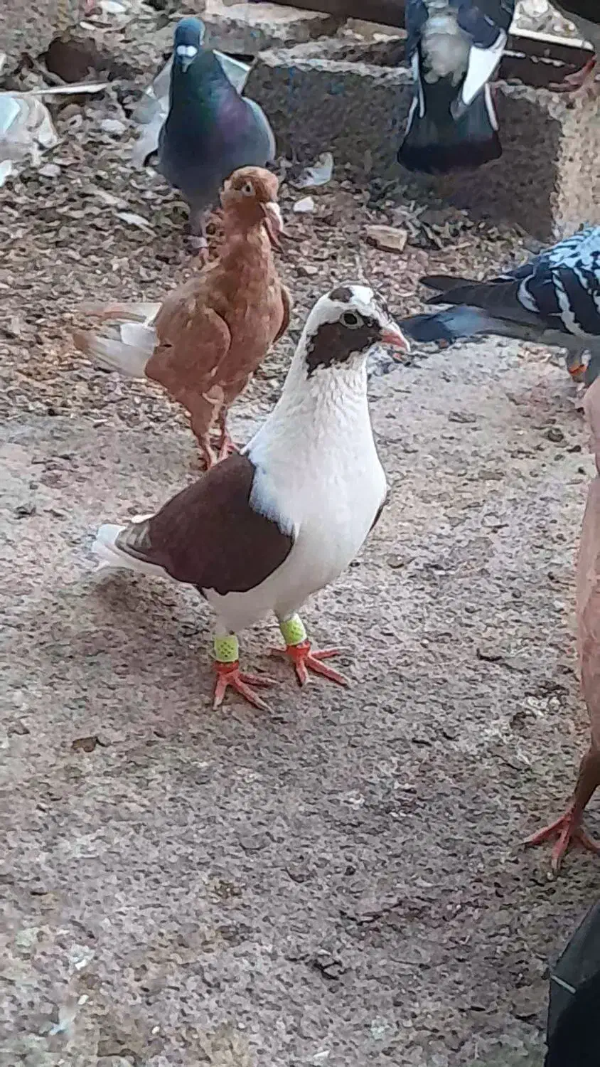 نرماده پشت سرخ عتیقه|پرنده|برازجان, |دیوار