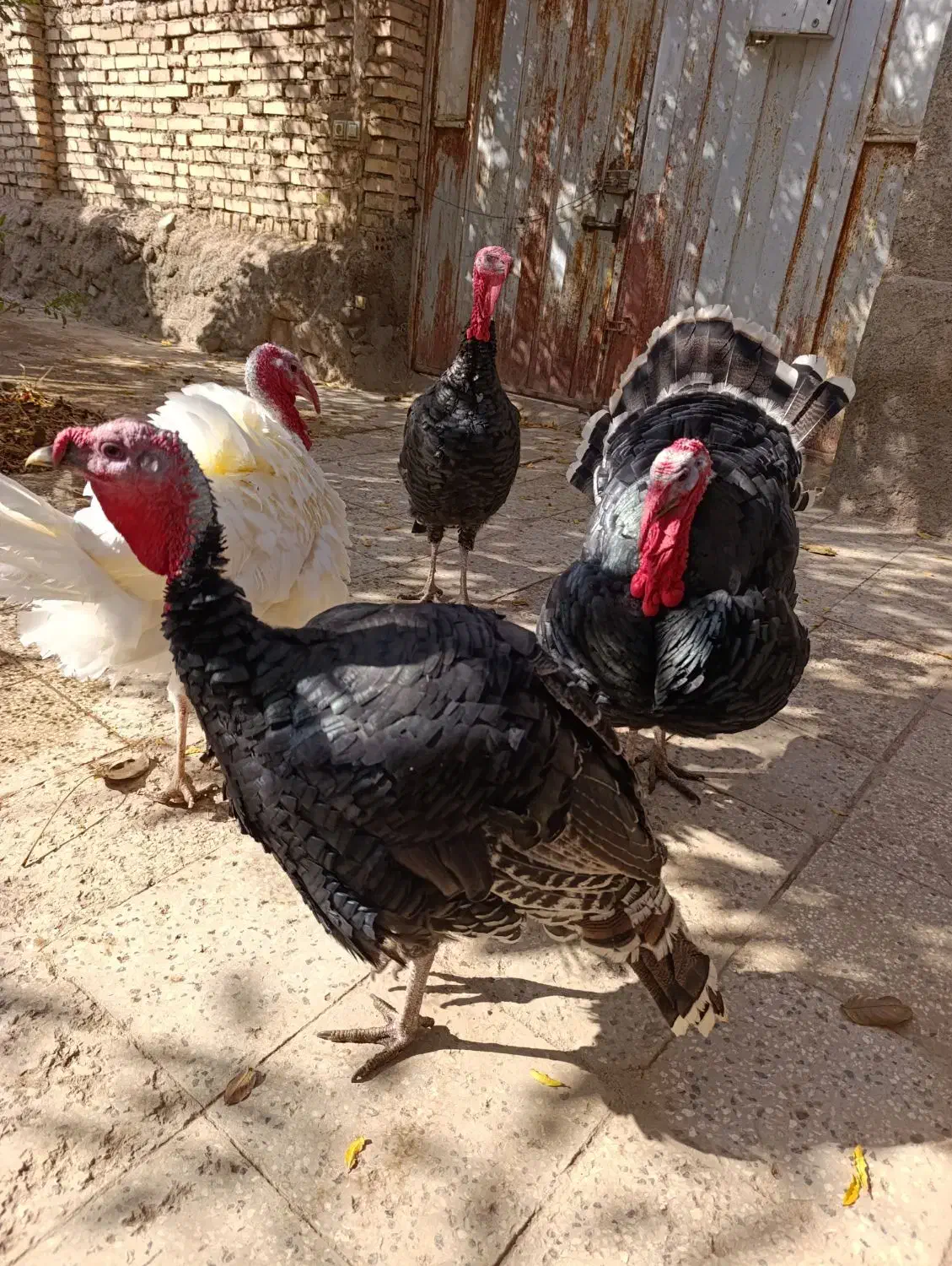 بوقلمون|حیوانات مزرعه|نیشابور, مازول|دیوار