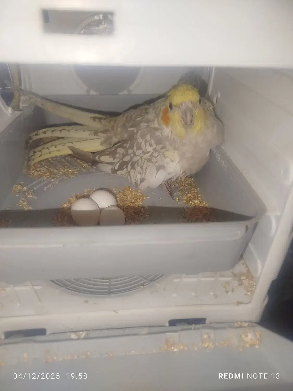 عروس هلندی ماده|پرنده|فرخشهر, |دیوار