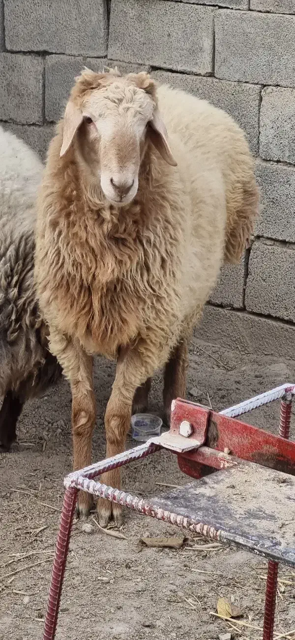 بره نر قوچی|حیوانات مزرعه|آشخانه, |دیوار