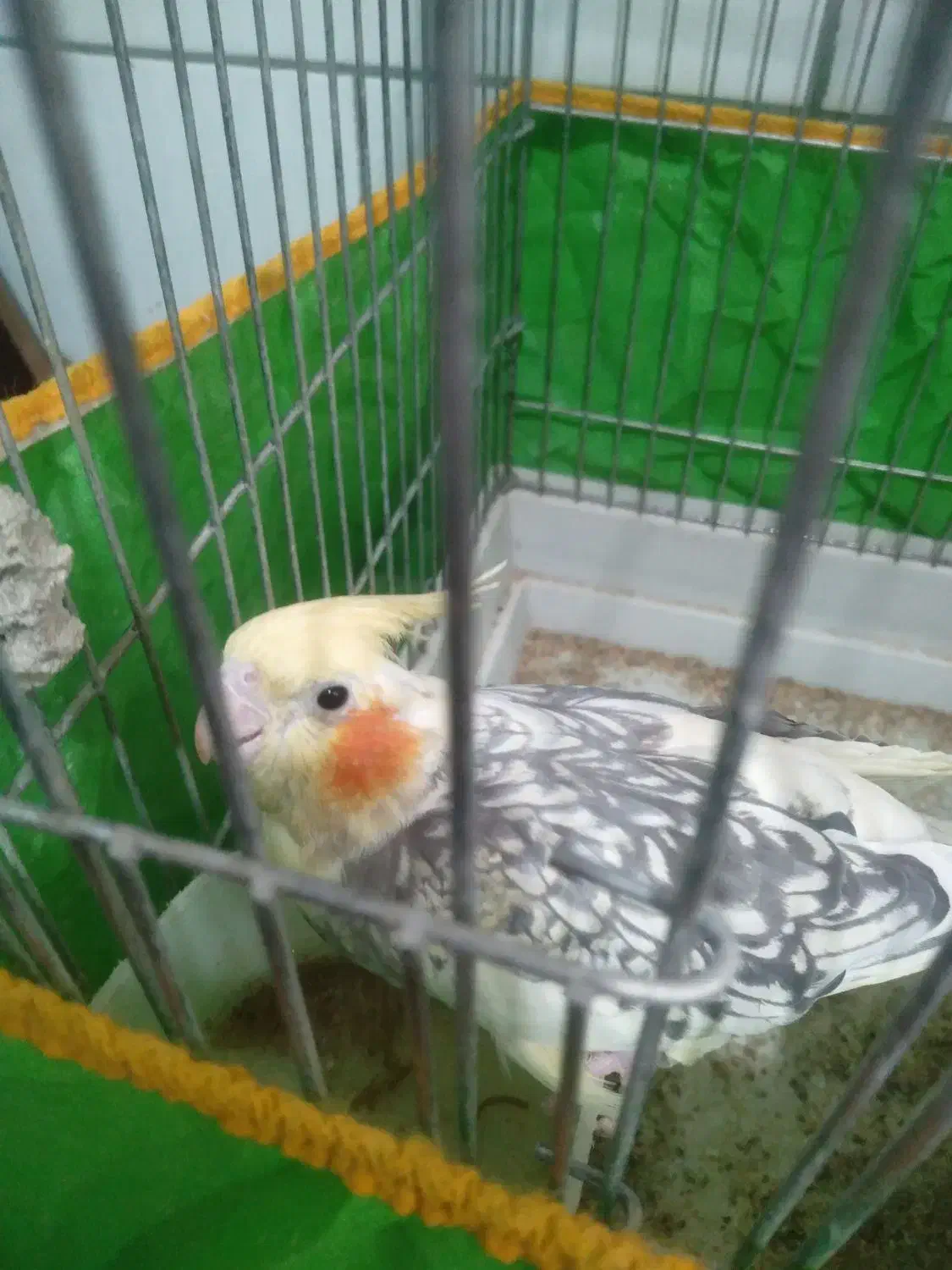 دو عدد عروس هلندی نر و ماده|پرنده|زرند, |دیوار