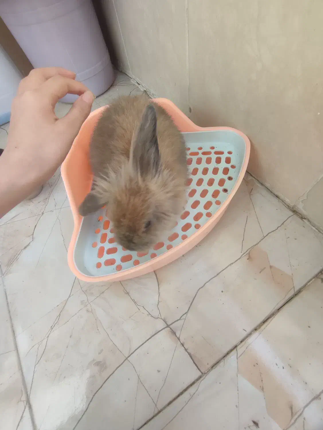 خرگوش لپ|موش و خرگوش|ملارد, |دیوار