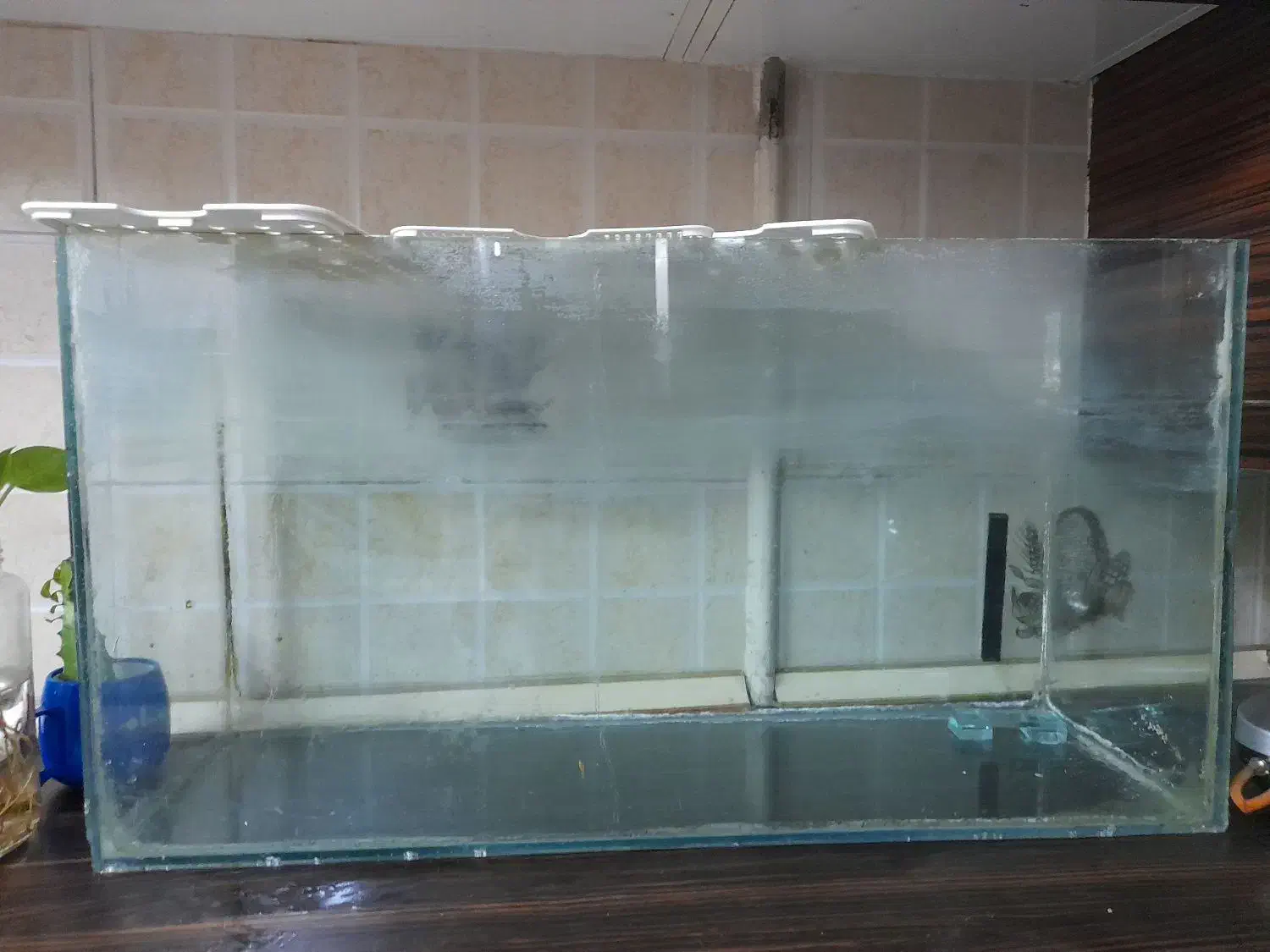 آکواریم.. فروش فوری|ماهی|تهران, مسعودیه|دیوار