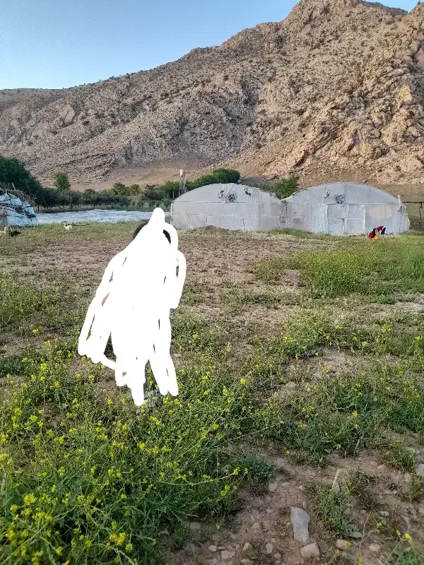 گلخانه  باغ  چاه کشاورزی|فروش دفتر صنعتی، کشاورزی، تجاری|خرم‌آباد, |دیوار
