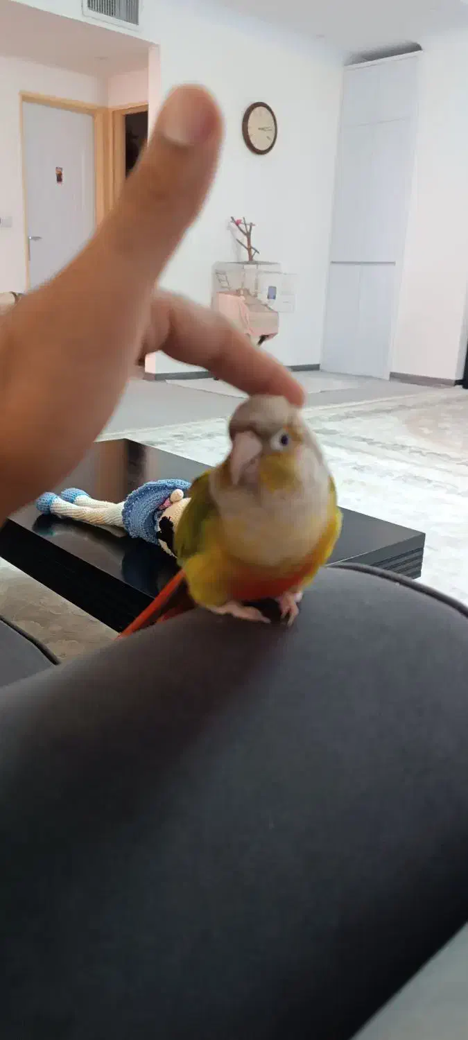 گرینچیک دستی پروازی|پرنده|باقرشهر, |دیوار