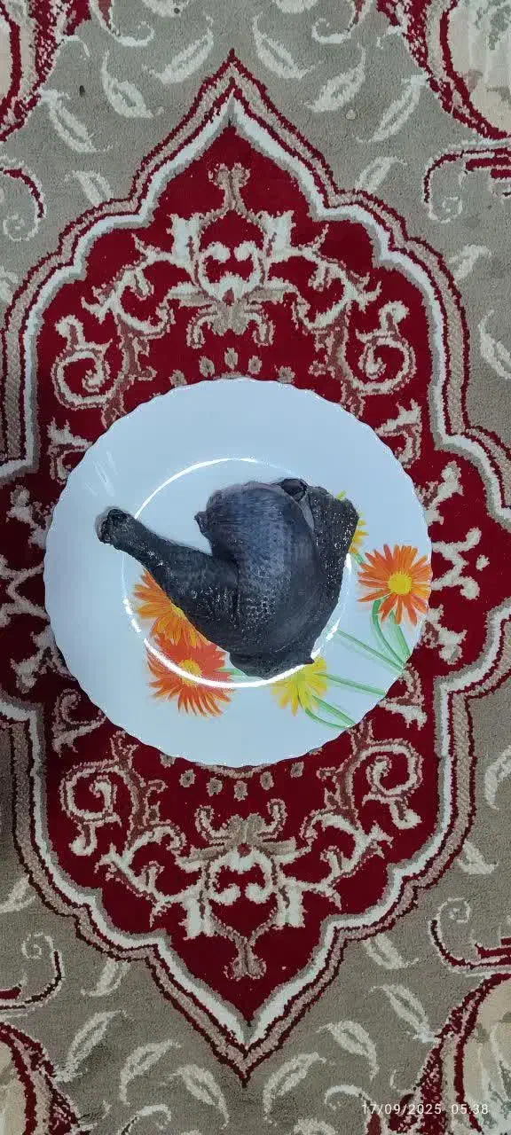 تخم مرغ نطفه دار و گوشت ایام سمانی|حیوانات مزرعه|تربت جام, پاسداران|دیوار