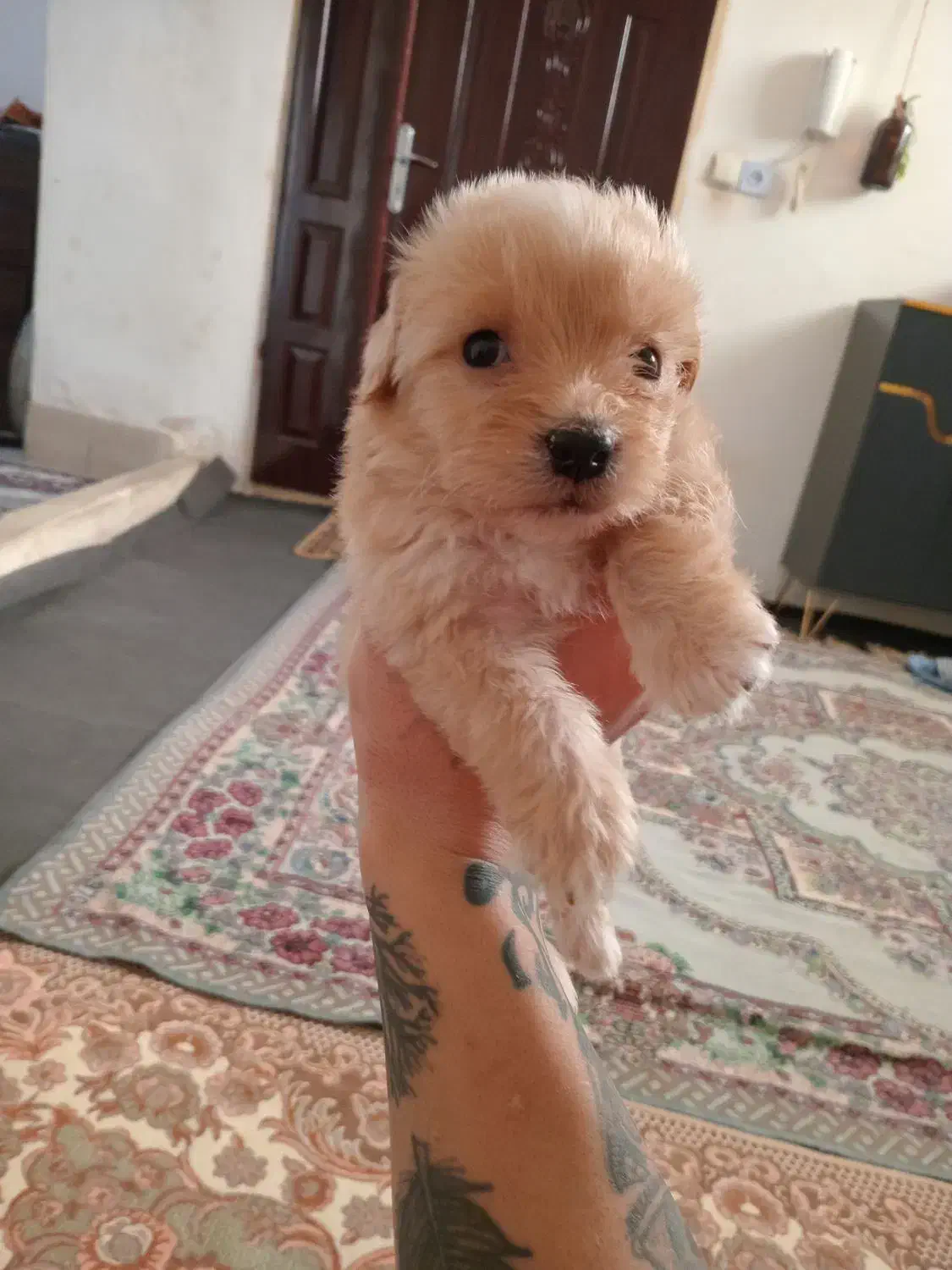 سگ نر پودل کراس|سگ|مشهد, نظام دوست|دیوار