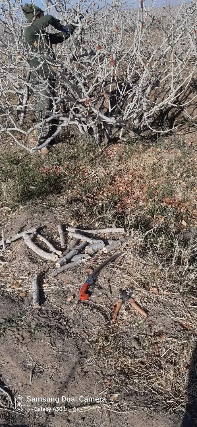 کارگر پتاری از اردوگاه با وسایل کامل وتجربه|خدمات باغبانی و درختکاری|رفسنجان, |دیوار