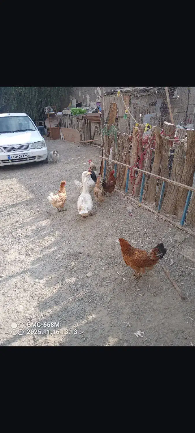 مرغ و خروس|حیوانات مزرعه|کرج, شهرک سهرابیه|دیوار