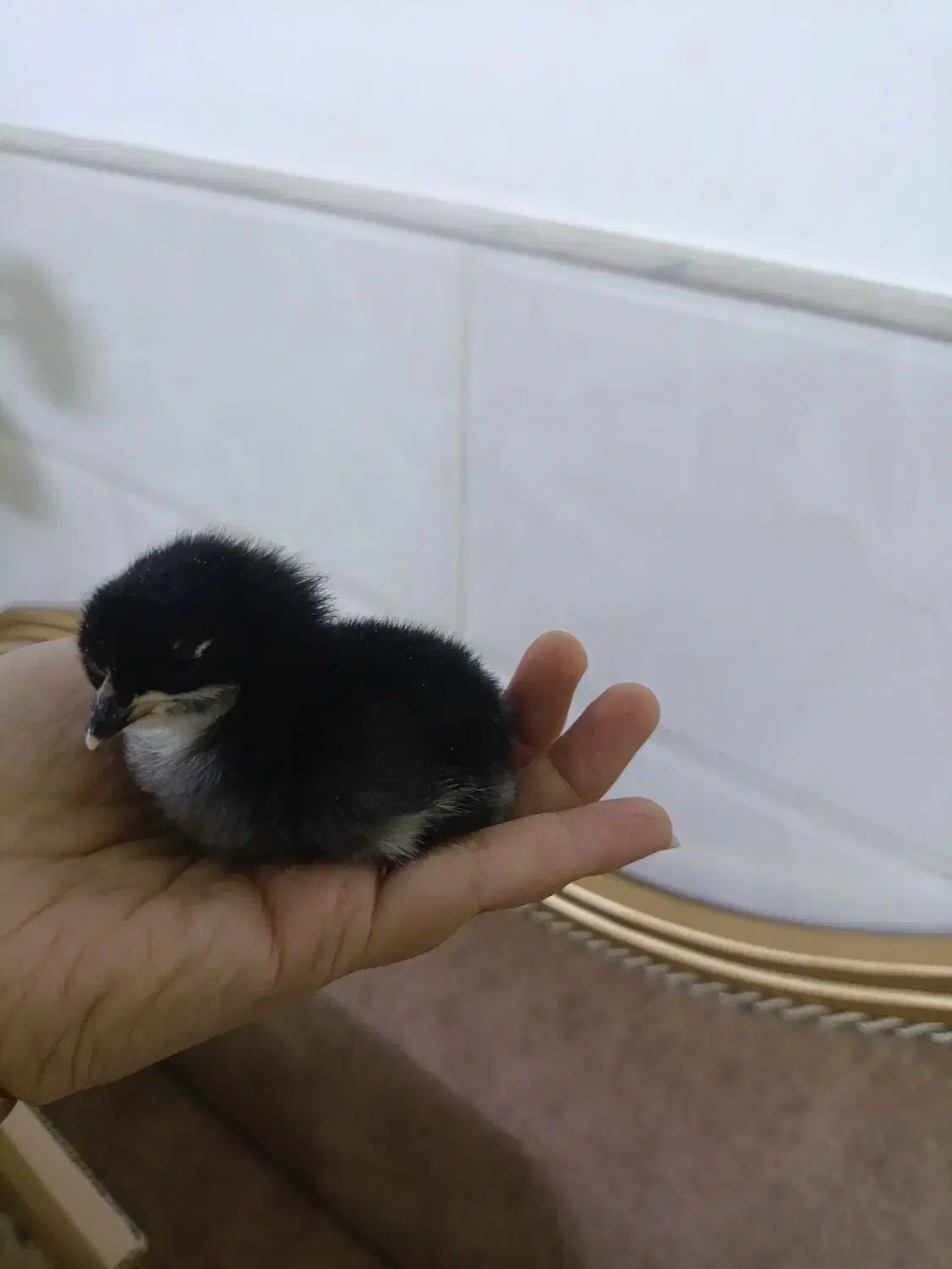 جوجه دوهفته ای وجوجه بلدرچین|حیوانات مزرعه|قم, حاج خلیل|دیوار