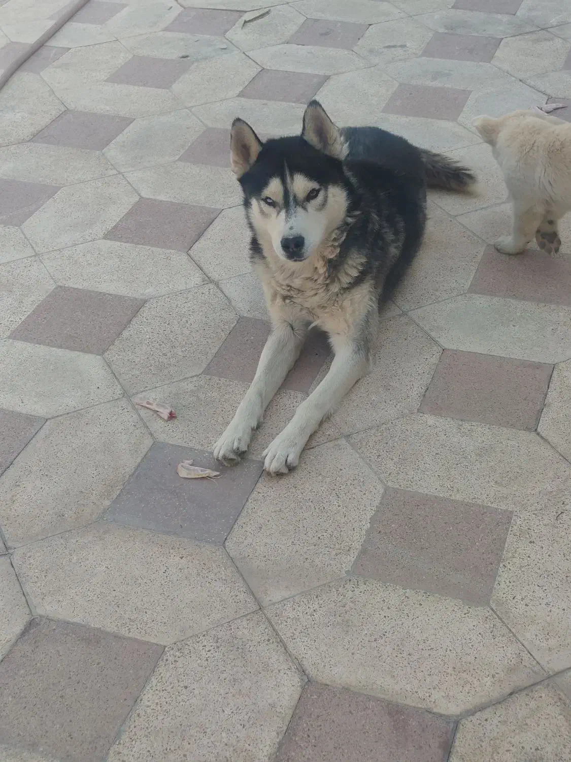 چند تا سگ معاوضه|سگ|کوار, |دیوار