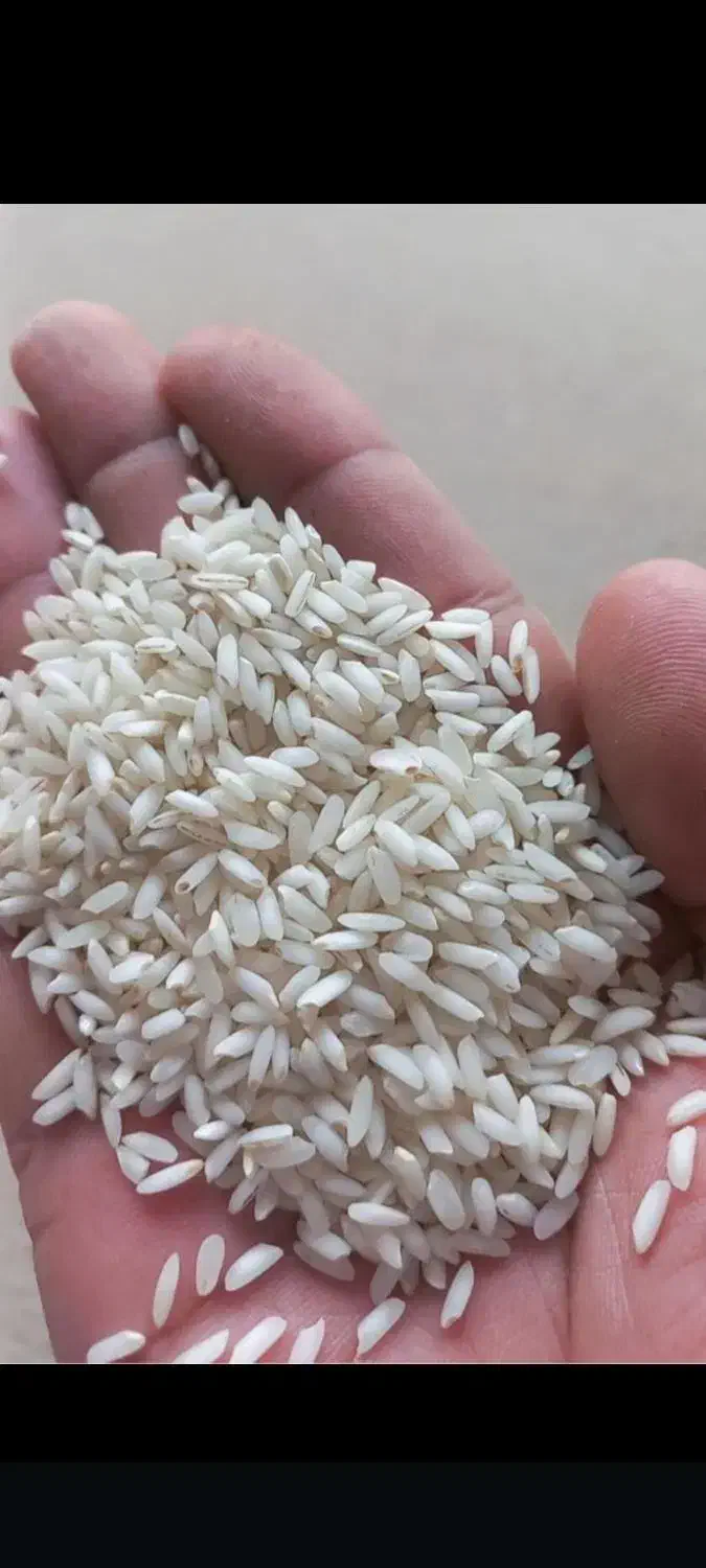 برنج عنبربو شوشترخوزستان|خوردنی و آشامیدنی|بندر گناوه, |دیوار