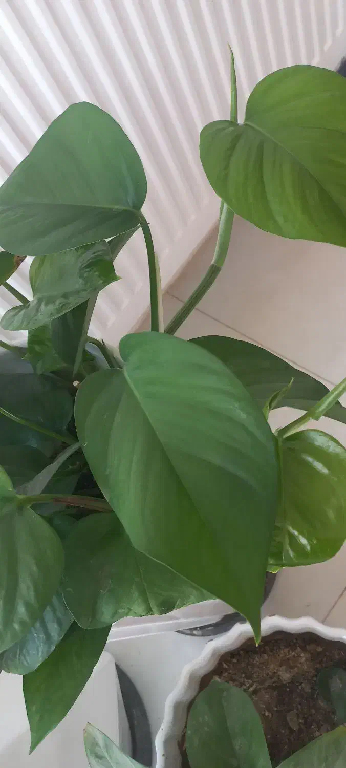 گل  پدیلانتوس|گل و گیاه طبیعی|فولادشهر, C3|دیوار