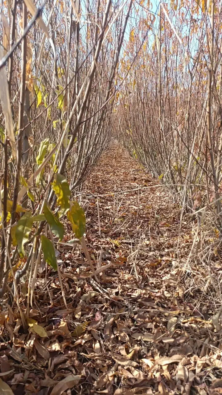 جشنواره فروش نهـال|خدمات باغبانی و درختکاری|سردشت, |دیوار