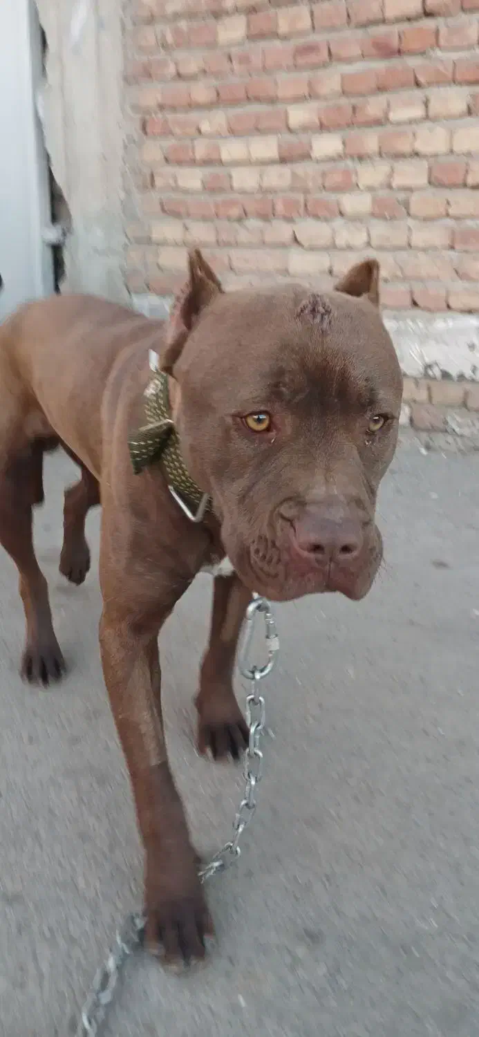 پیتبول|سگ|اردبیل, |دیوار