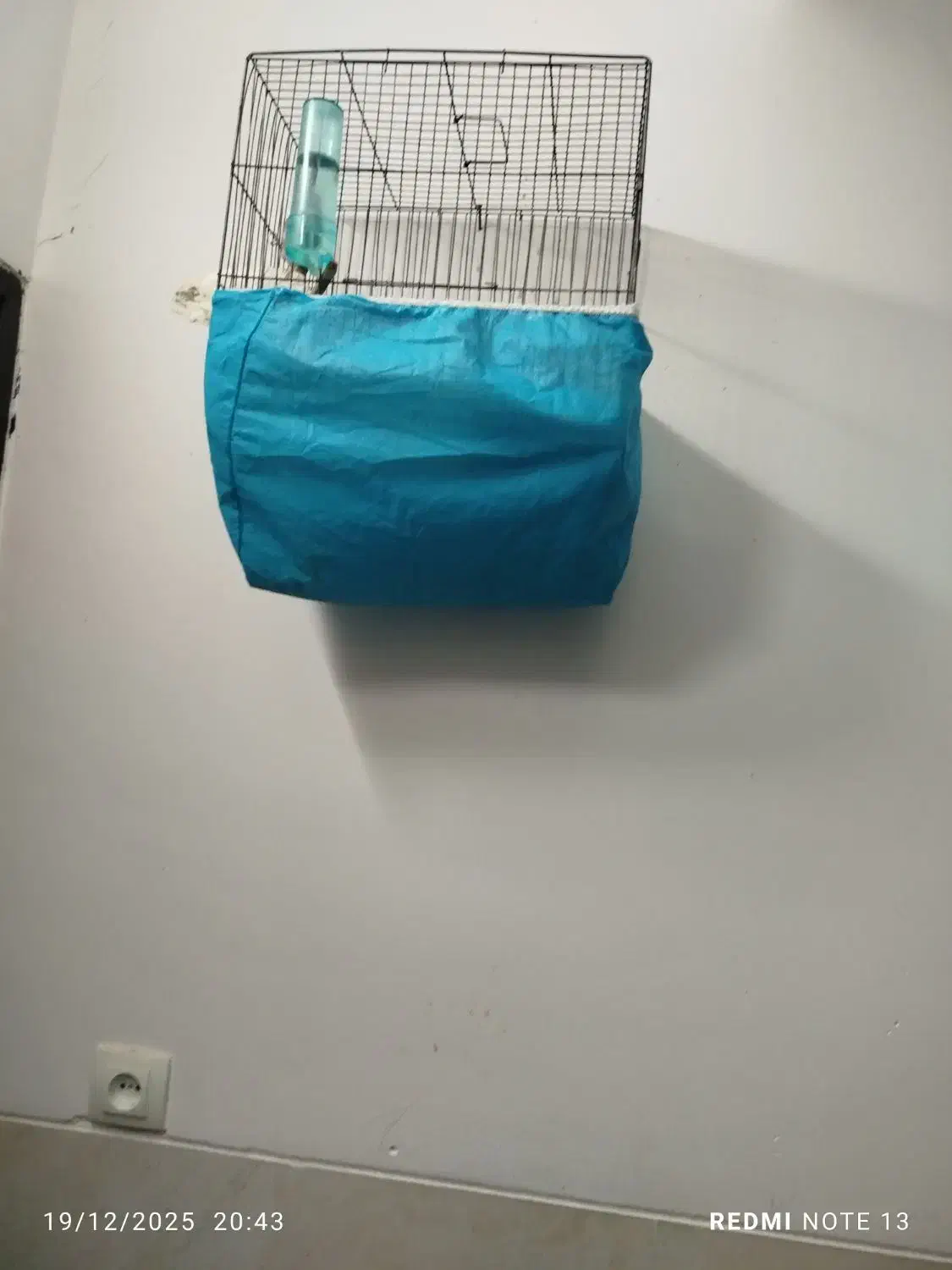 دو عدد سهره نر دورگ کرمانی مست|پرنده|مهریز, |دیوار