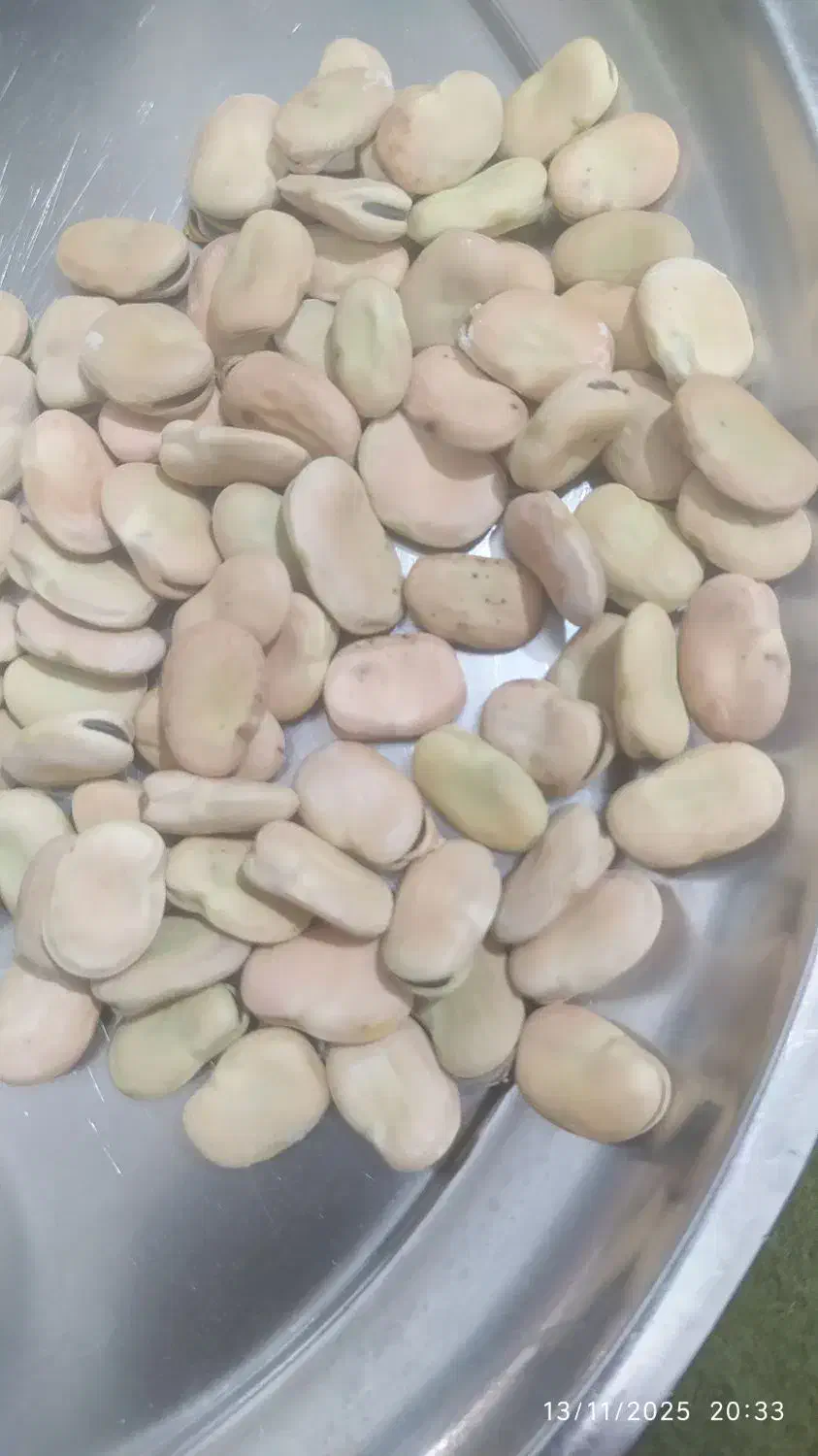 باقله درشت|عمدهفروشی|هرسین, |دیوار