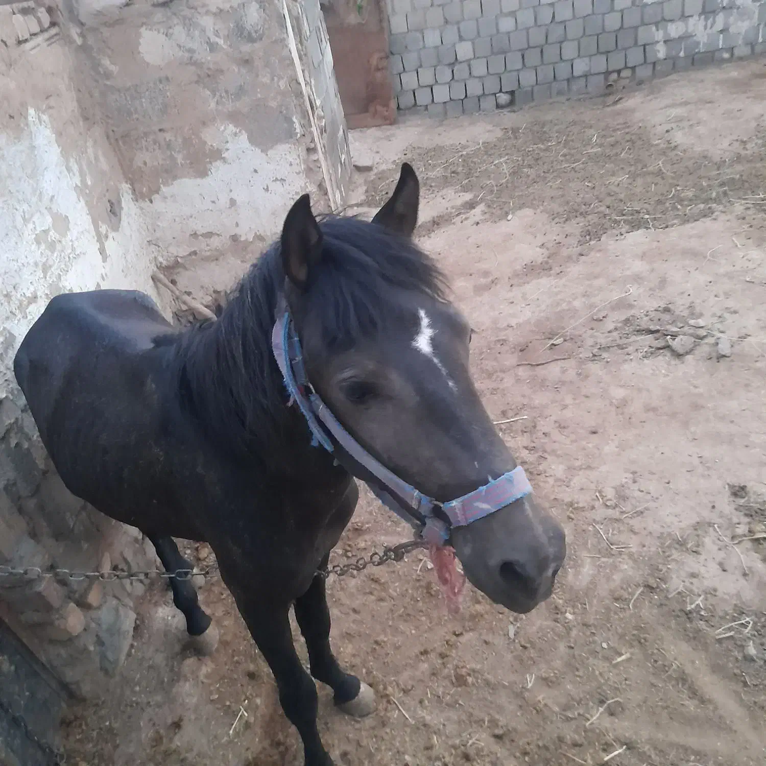 اسب نرتقریبادوساله|اسب و تجهیزات اسب‌سواری|قم, نیروگاه|دیوار