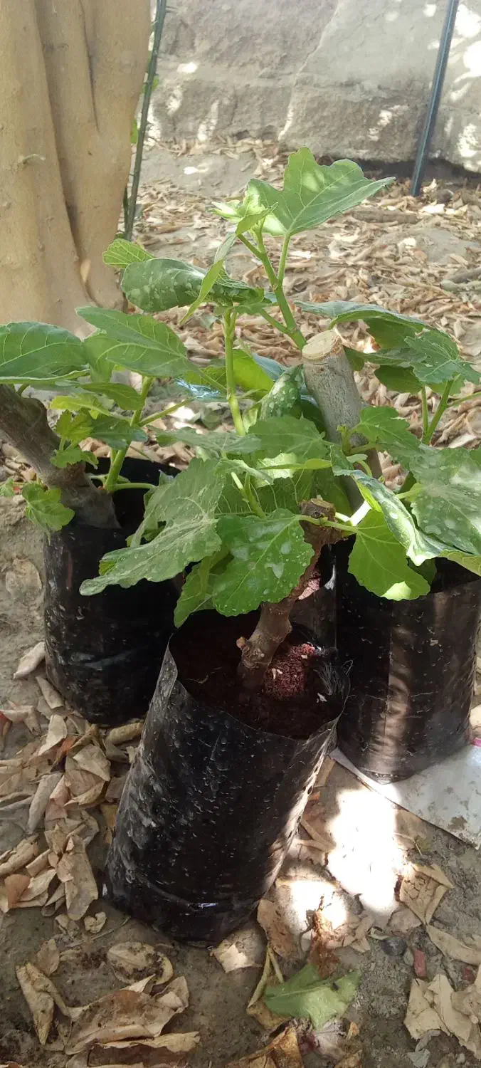 نهال انجیر چهار فصل بنفش|گل و گیاه طبیعی|پلان, |دیوار