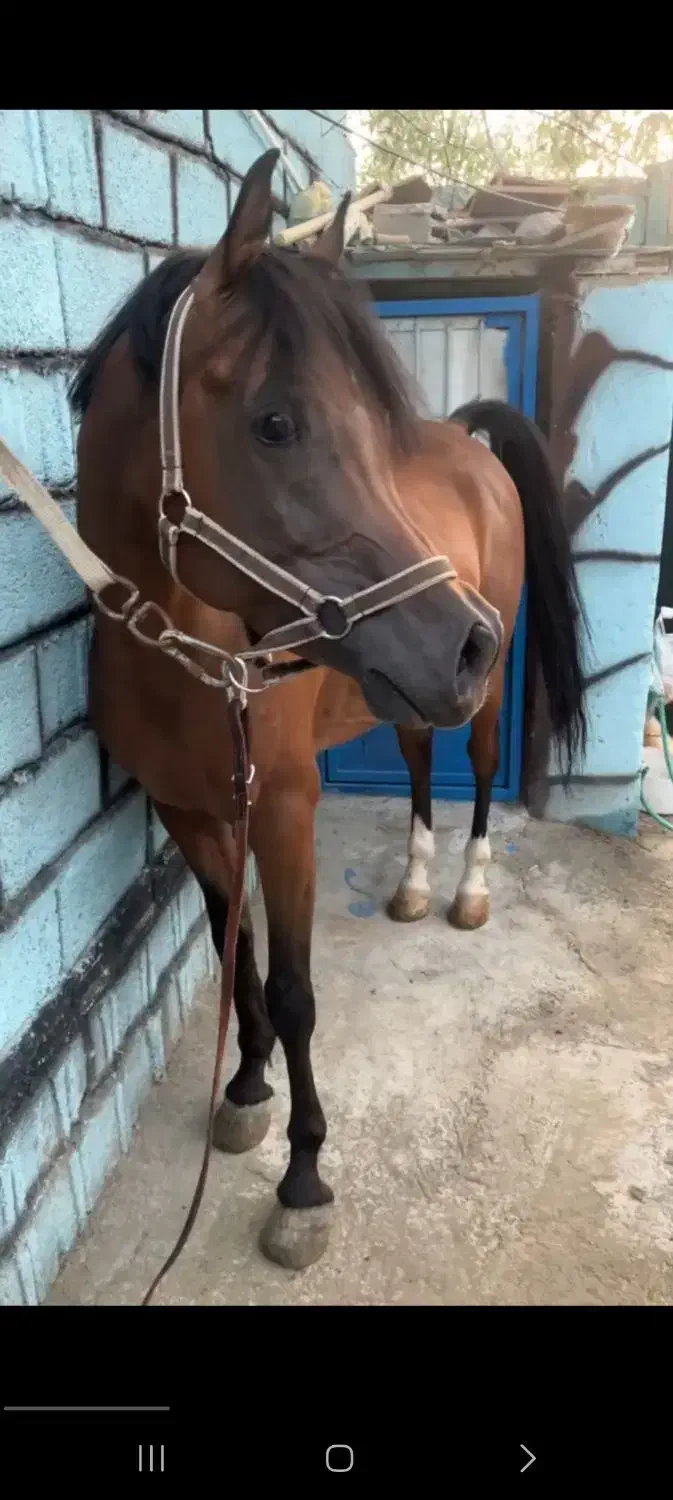 اسب عرب دوسر|اسب و تجهیزات اسبسواری|تبریز, |دیوار