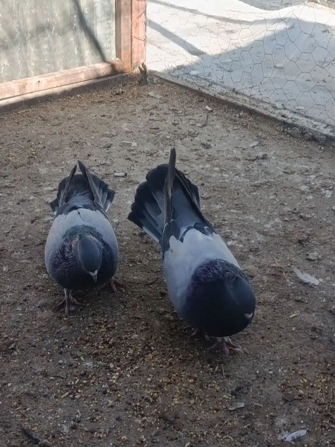 کبوتر صدا کن.|پرنده|شهرکرد, |دیوار