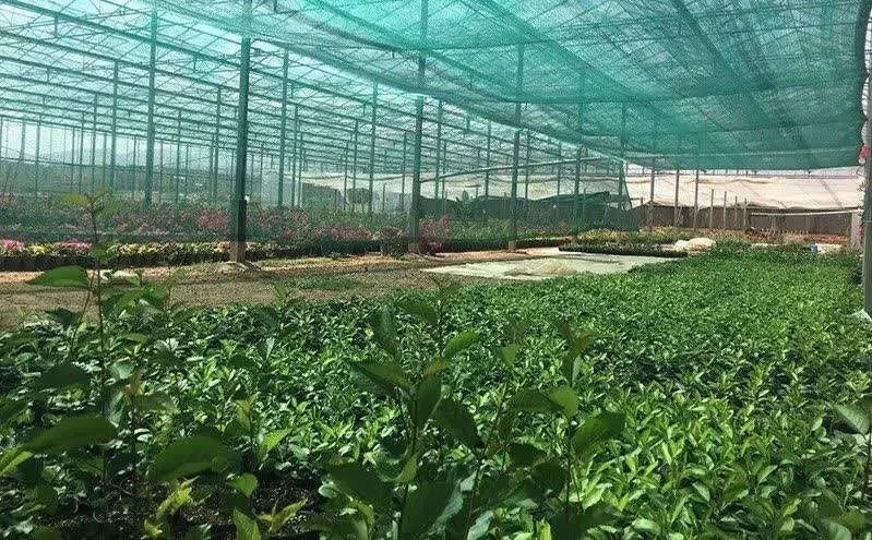 شید گلخانه توری سایبان تراکم ۸۰ واقعی ازکارخونه|عمده‌فروشی|آبادان, |دیوار