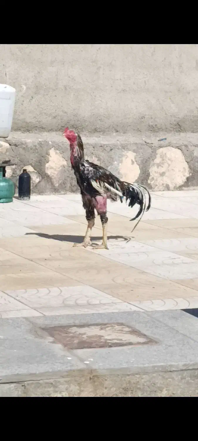 خروس لاری اصل|حیوانات مزرعه|صوفیان, |دیوار