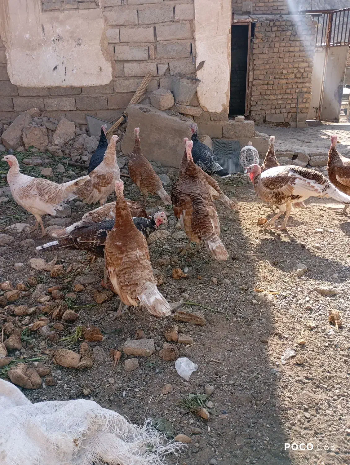 بوقلمون محلی کاملا ارگانیک و سالم|حیوانات مزرعه|دینور, |دیوار