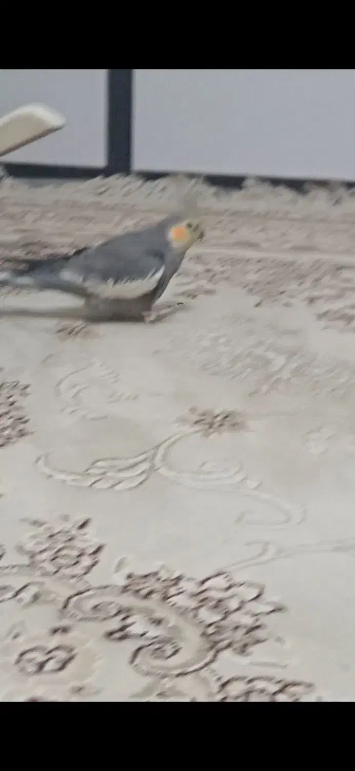 گمشده|حیوانات|فولادشهر, مسکن مهر فولادشهر|دیوار