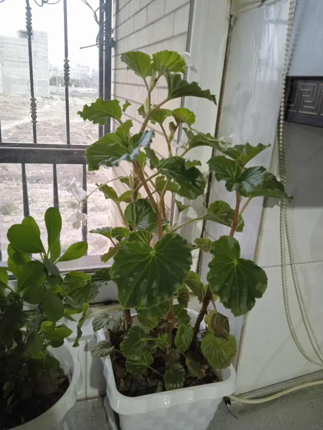 گل های آپارتمانی|گل و گیاه طبیعی|بهار, |دیوار