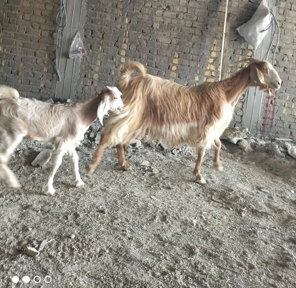 بز داشتی ذات دار|حیوانات مزرعه|کوار, |دیوار