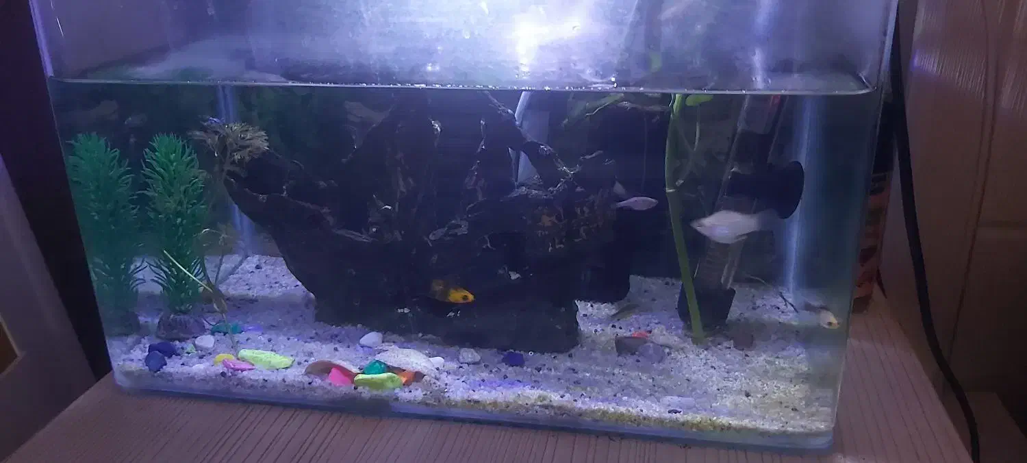 اکواریم|ماهی|بندرعباس, |دیوار