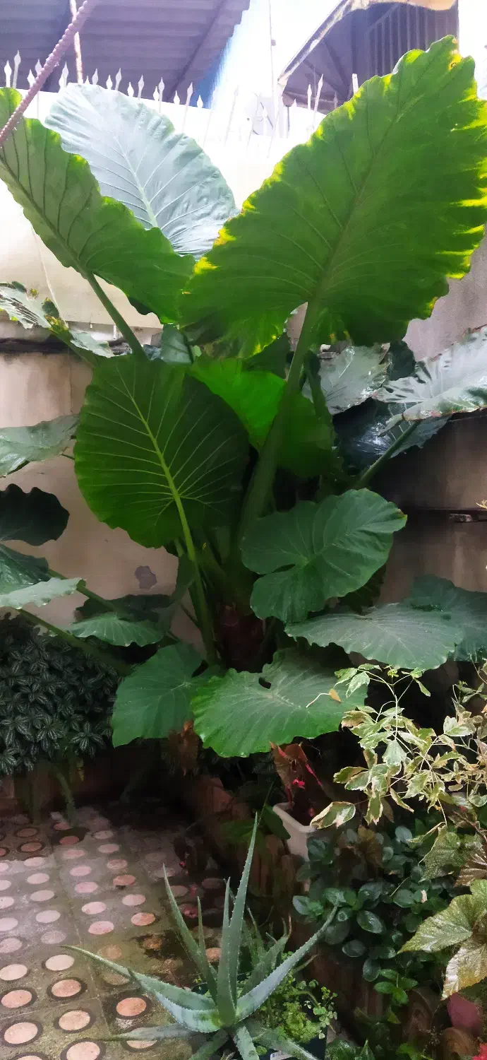 فروش گل بابا آدم پر برگ و زیبا|گل و گیاه طبیعی|آمل, |دیوار