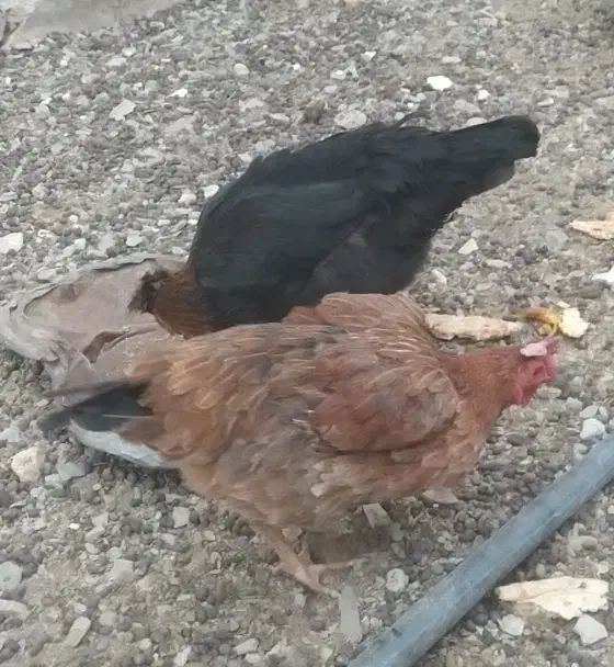 ماکیان تخمگذار|حیوانات مزرعه|سراوان, |دیوار