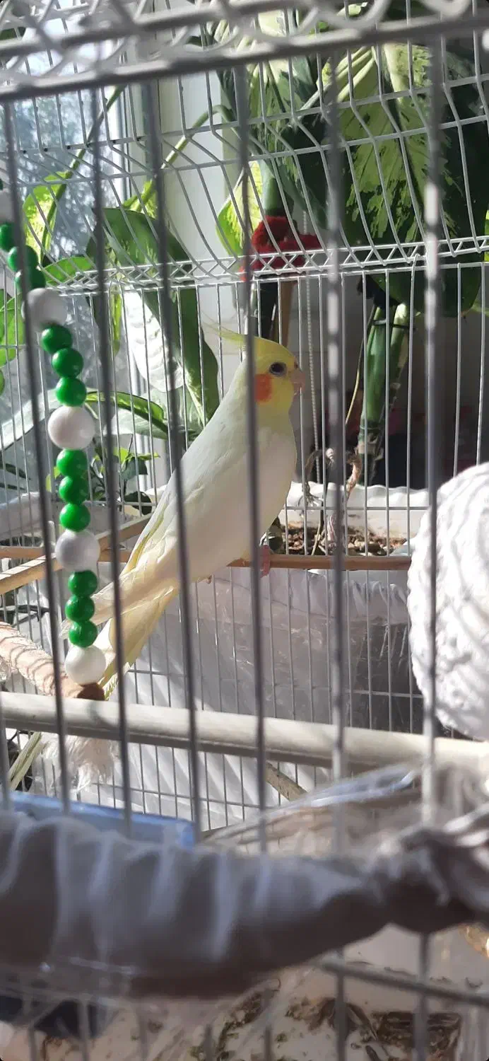 عروس هلندی ماده|پرنده|نقده, |دیوار