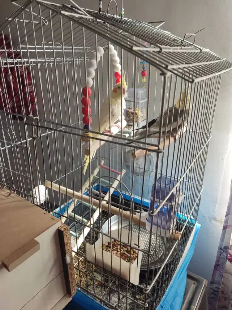 پرنده عروس هلندی|پرنده|تکاب, |دیوار