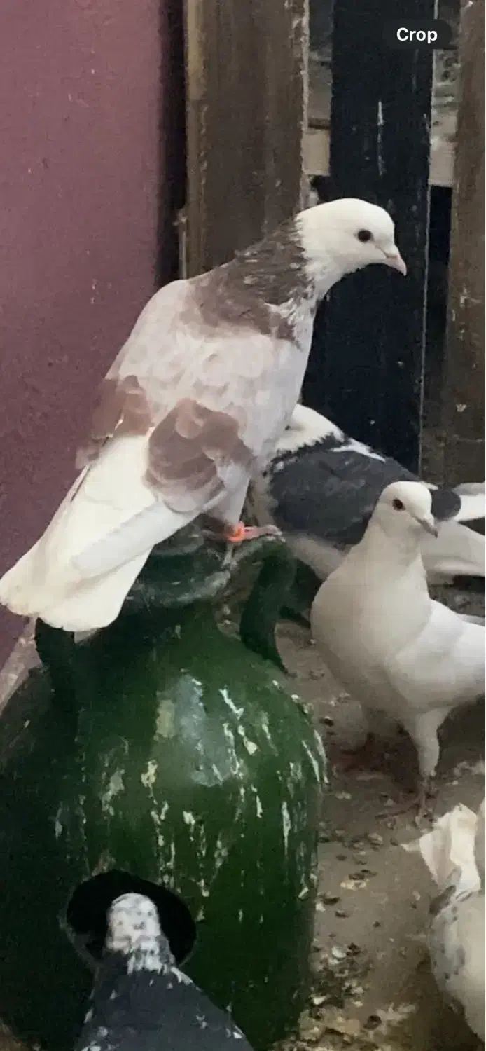 کفتر.گمشد|حیوانات|هشتگرد, فاز ۷ مهستان|دیوار