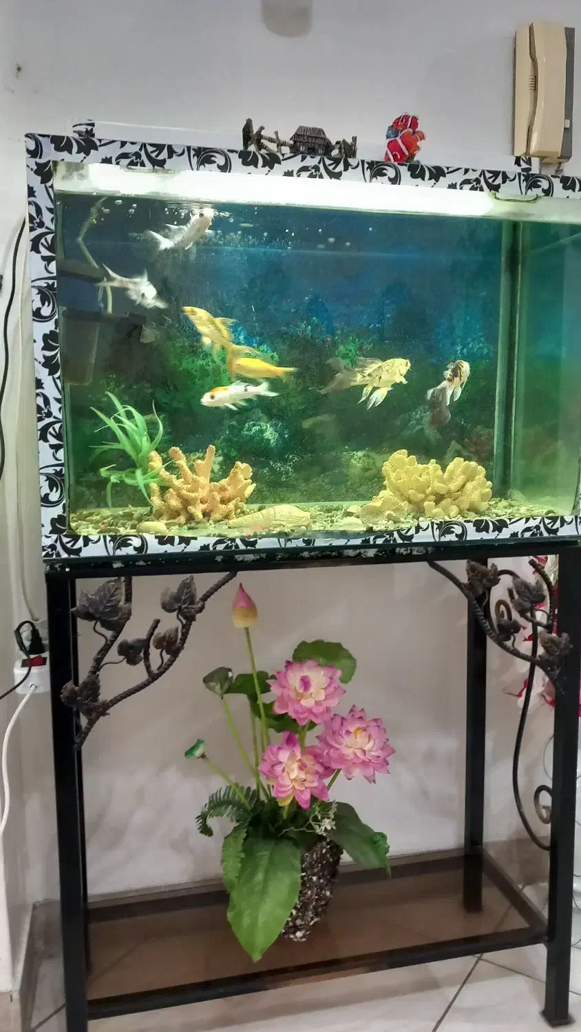 آکواریوم ۷۰ سانتی|ماهی|رشت, تازه آباد|دیوار