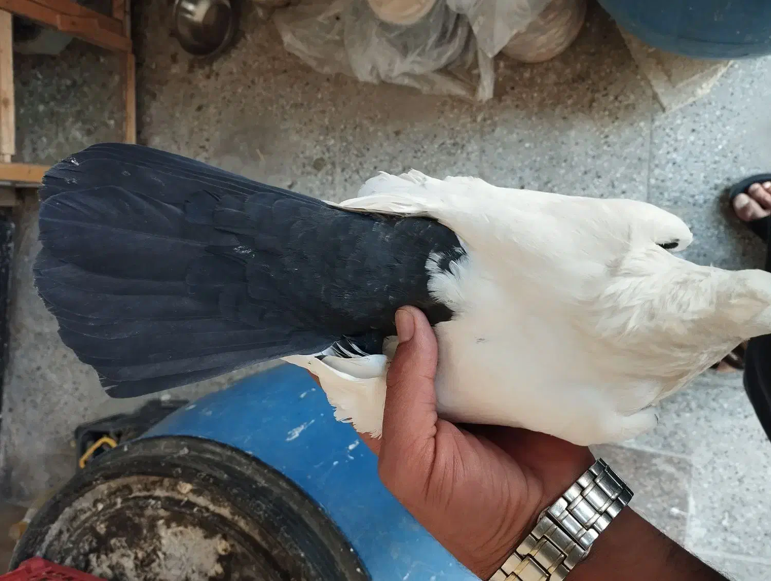 کبوتر ماده دمی|پرنده|شیروان (لرستان), |دیوار