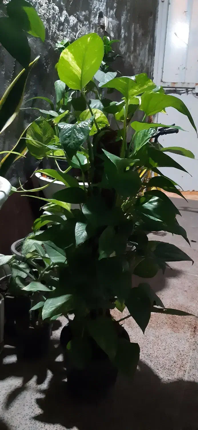 نگهداری گل وگیاه|گل و گیاه طبیعی|قشم, |دیوار