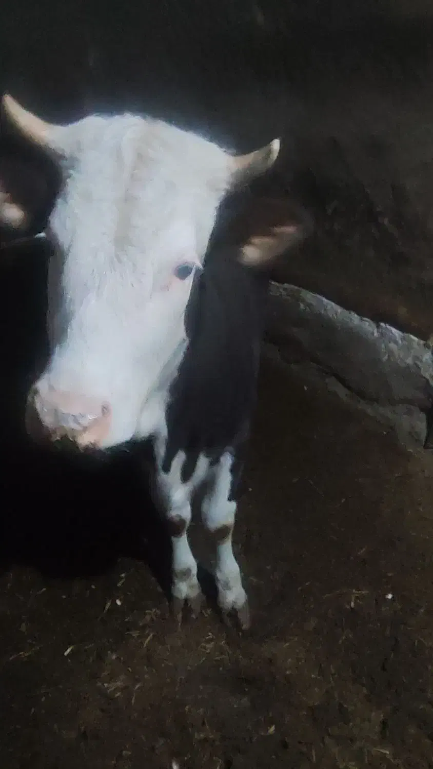 گوساله سیمینتال اصل جنس|حیوانات مزرعه|مهاجران, |دیوار