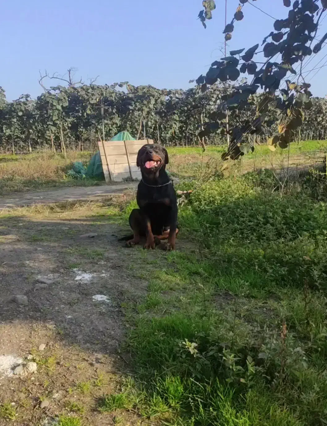 روتوایلر پوزه مکعبی|سگ|لاهیجان, انقلاب|دیوار