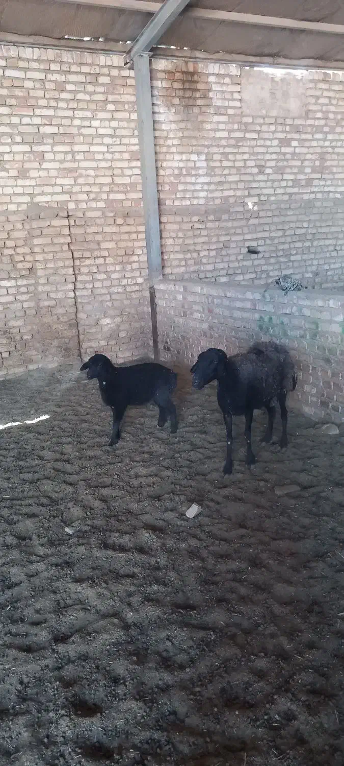 میش|حیوانات مزرعه|جوادآباد, |دیوار