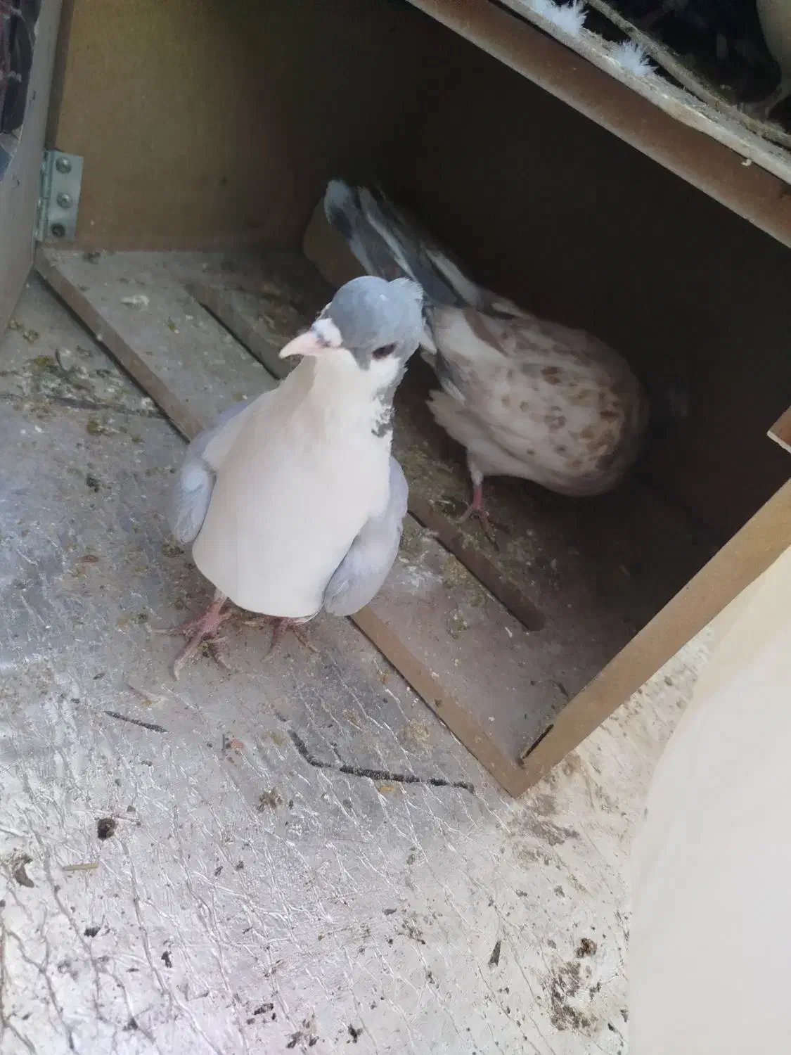 سه عدد کفتر پرشی|پرنده|شیروان (خراسان), |دیوار