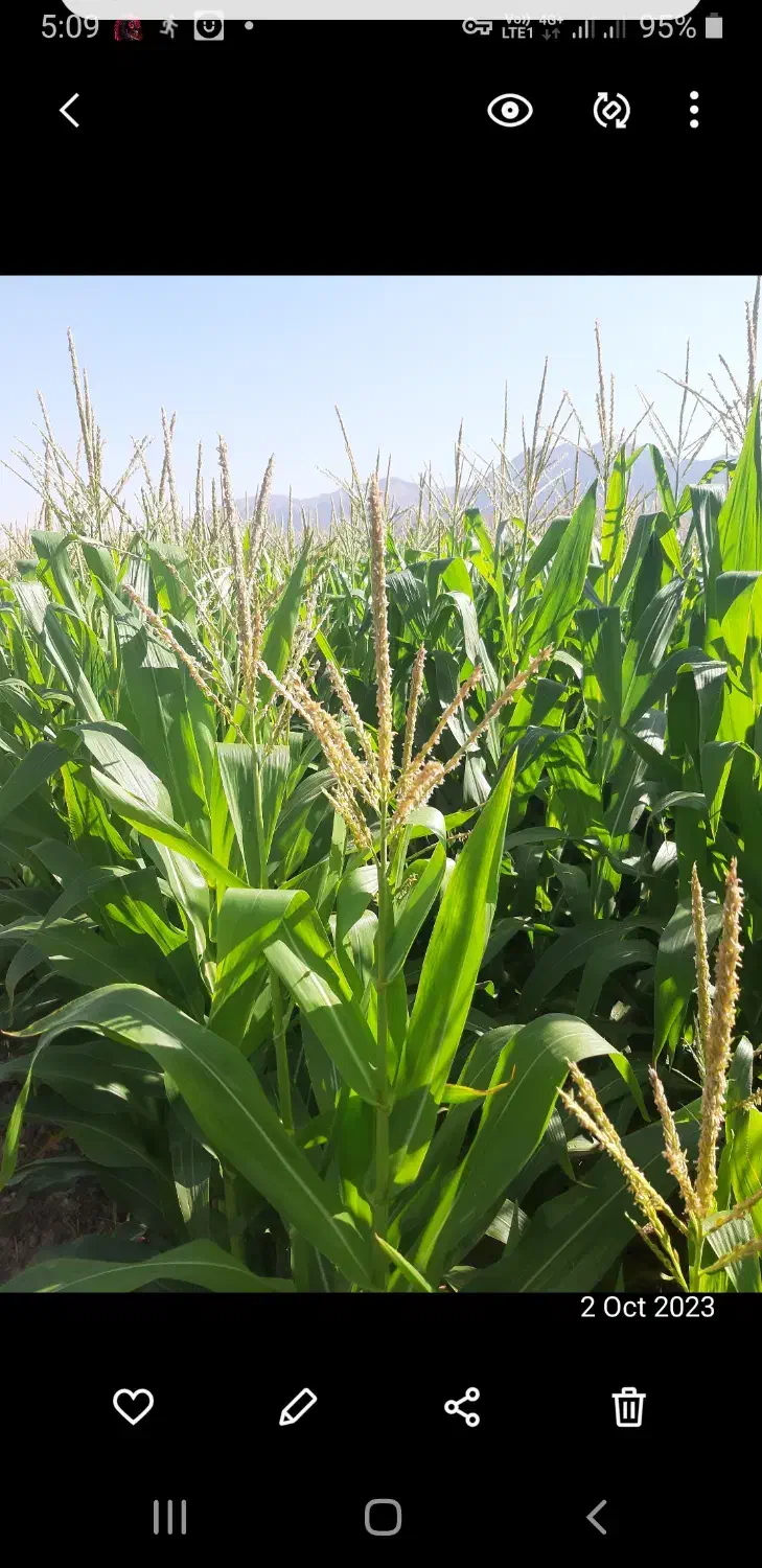 ذرت علوفه ای|لوازم جانبی حیوانات|فسا, |دیوار