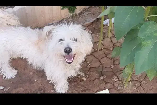 سگ گمشده|حیوانات|نیشابور, فضل|دیوار