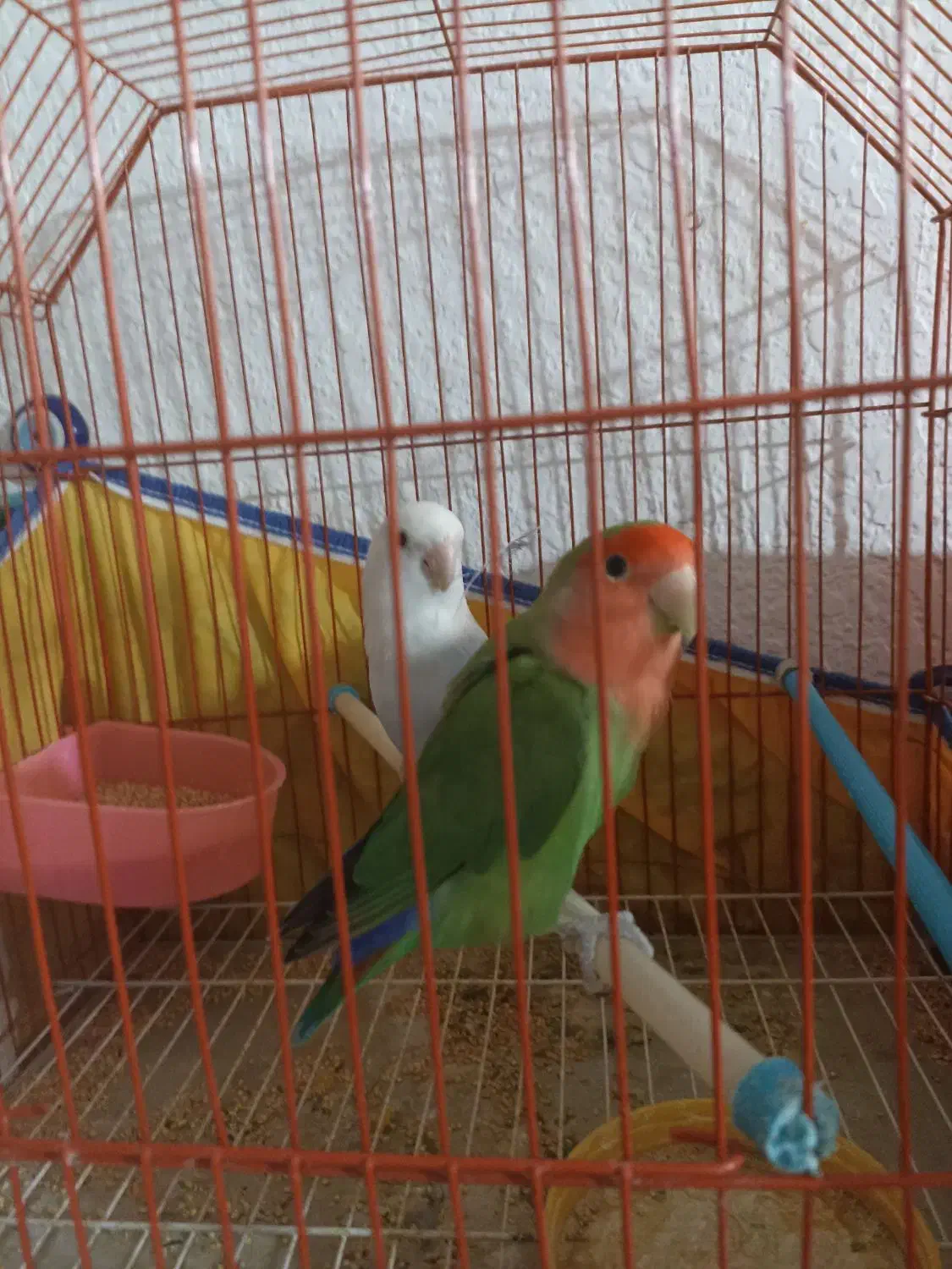 طوطی برزیلی دارم برای فروش|پرنده|بندر کنگان, |دیوار