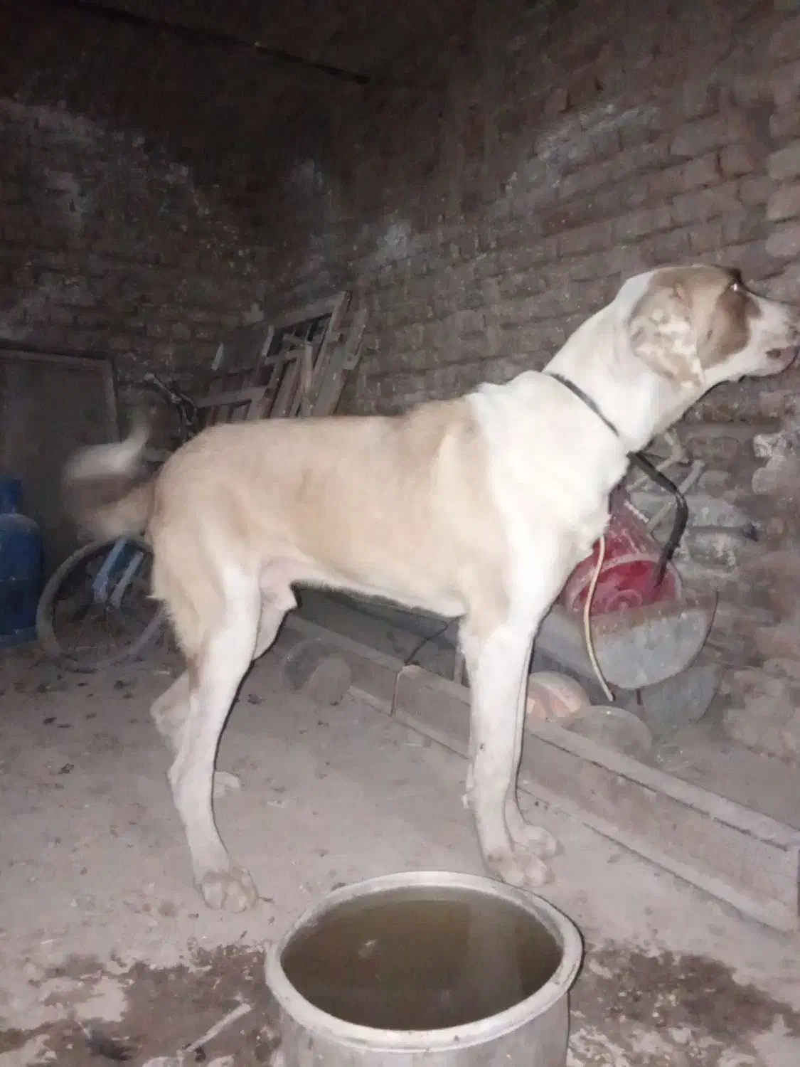 سگ آلابای ۱۰ماه|سگ|گرگان, |دیوار