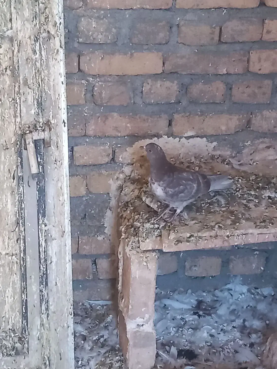 کبوتر تهرانی|پرنده|فیروزآباد, |دیوار