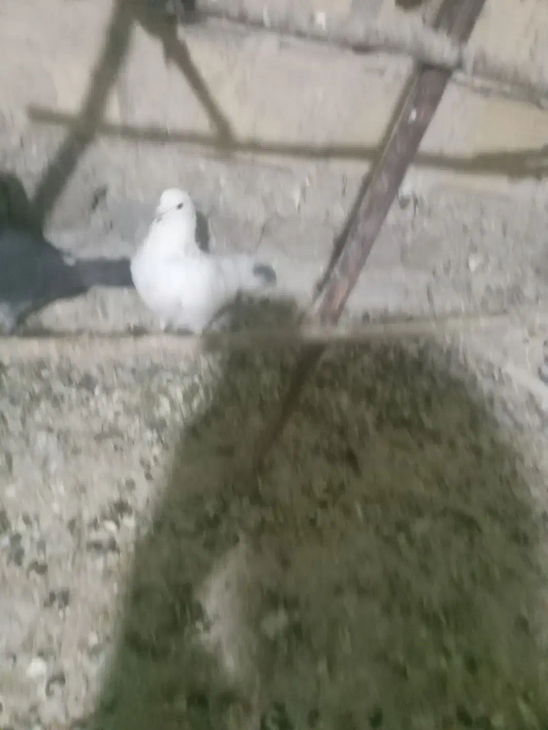 کبوترنرغریب گیر|پرنده|خزل, |دیوار